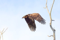 Immature bald eagle - Upstate, NY