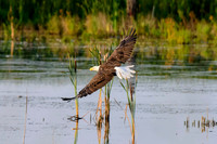 Mature bald eagle - Upstate, NY
