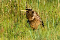 American Bittern