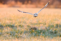Short-eared Owl - Aurora, NY