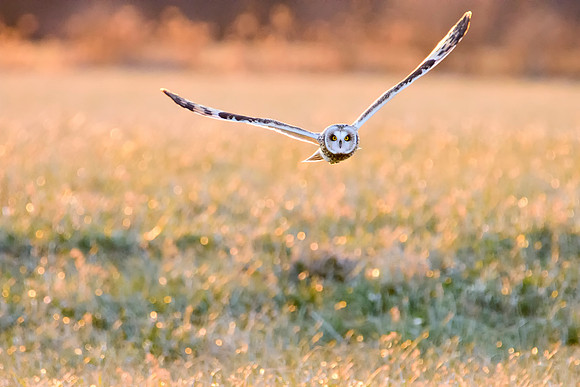 Short-eared Owl - Aurora, NY
