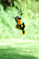 Baltimore Orioles - Allentown, PA