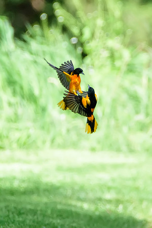 Baltimore Orioles - Allentown, PA