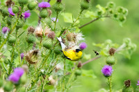 Yellow Finch - Ithaca, NY