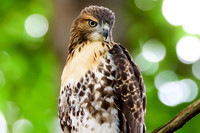 Immature Red-tailed Hawk - Ithaca, NY