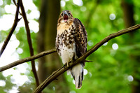 Immature Red-tailed Hawk - Ithaca, NY