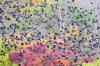 Red-Winged Blackbirds - Upstate, NY