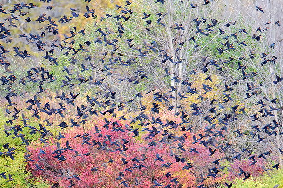 Red-Winged Blackbirds - Upstate, NY
