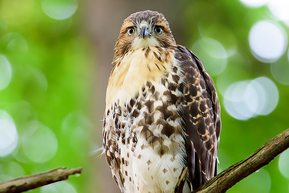 Immature Red-tailed Hawk - Ithaca, NY