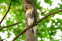 Immature Red-tailed Hawk - Ithaca, NY
