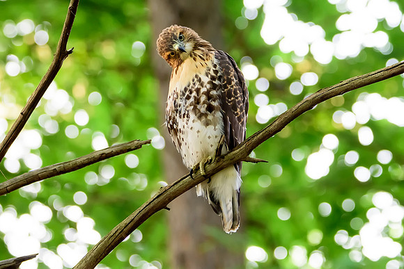 Immature Red-tailed Hawk - Ithaca, NY