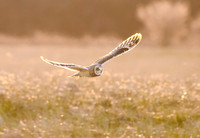 Short-eared Owl - Aurora, NY