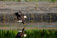 Mature bald eagle - Upstate, NY