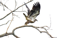 Immature Bald Eagles