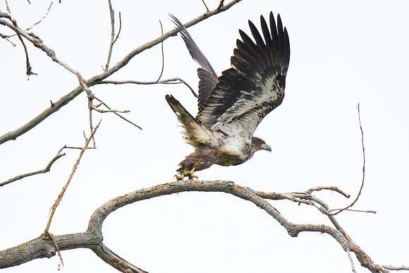 Immature bald eagle - Upstate, NY