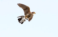 Merlin - Upstate, NY