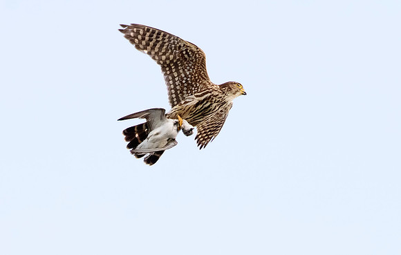 Merlin - Upstate, NY
