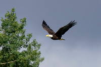 Mature bald eagle - Upstate, NY