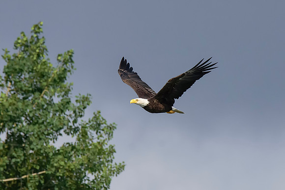 Mature bald eagle - Upstate, NY