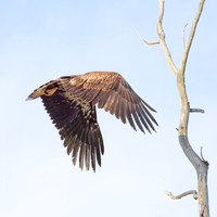 Immature bald eagle - Upstate, NY