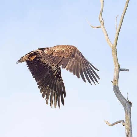 Immature bald eagle - Upstate, NY