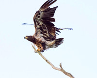 Immature bald eagle - Upstate, NY