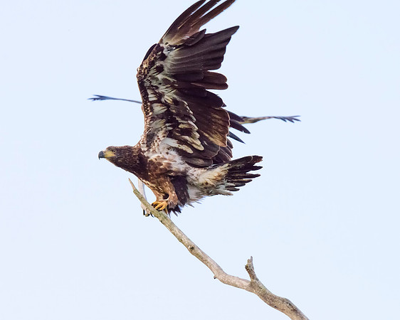 Immature bald eagle - Upstate, NY