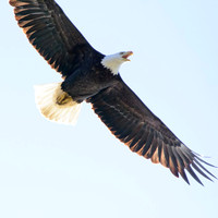 Mature bald eagle - Upstate, NY