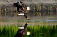 Mature bald eagle - Upstate, NY