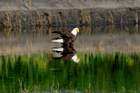 Mature bald eagle - Upstate, NY