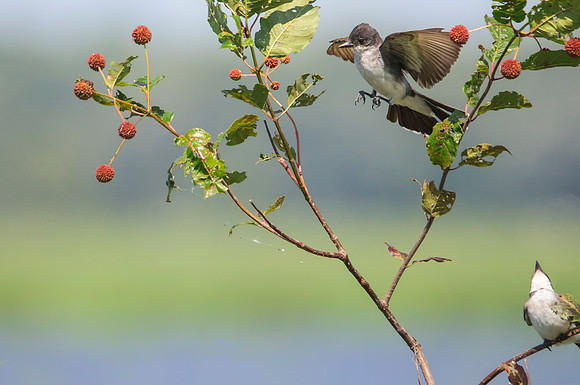 Eastern Kingbird - Upstate, NY