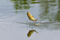 Jumping fish - Upstate, NY