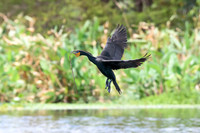Cormorants