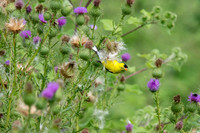 Yellow Finch - Ithaca, NY