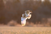 Short-eared Owl - Aurora, NY