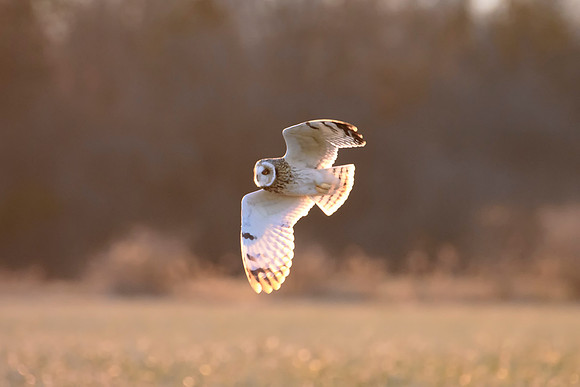Short-eared Owl - Aurora, NY