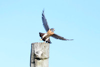 Male American Kestrel - Seneca Falls, NY