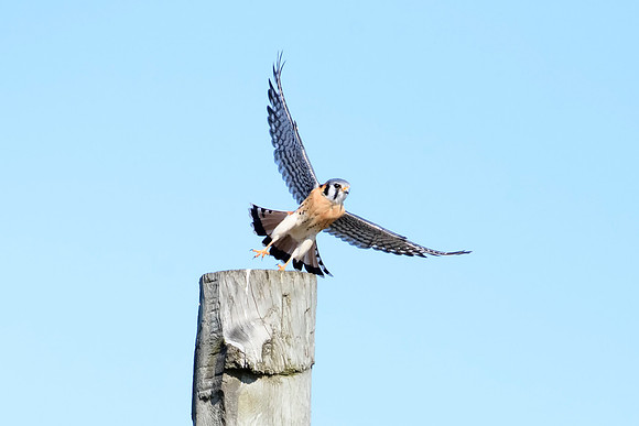 Male American Kestrel - Seneca Falls, NY