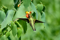 Hummingbird - Upstate, NY