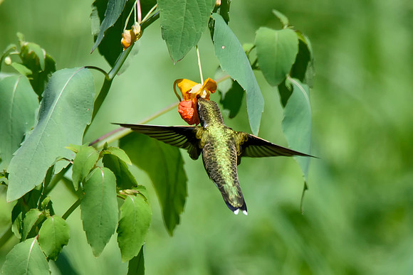Hummingbird - Upstate, NY