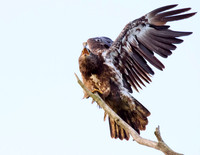 Immature bald eagle - Upstate, NY