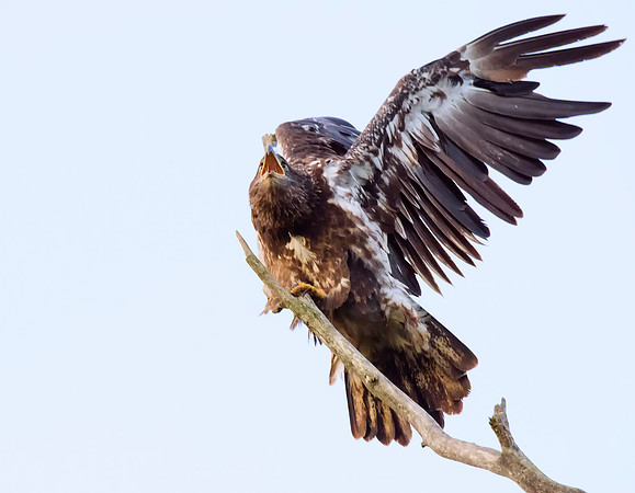 Immature bald eagle - Upstate, NY