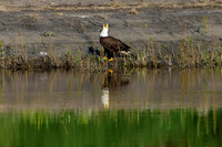 Mature bald eagle - Upstate, NY