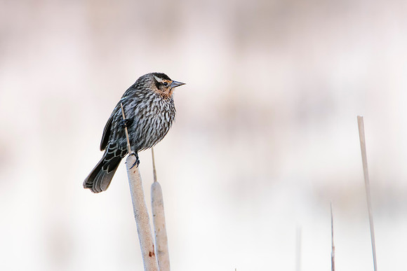 Immature Red-Winged Blackbirds - Upstate, NY