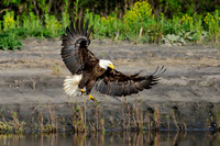 Mature bald eagle - Upstate, NY