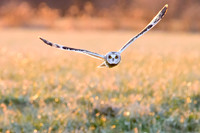 Short-eared Owl - Aurora, NY