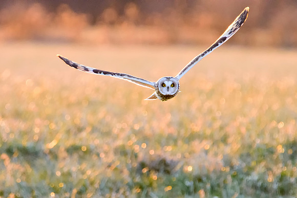 Short-eared Owl - Aurora, NY