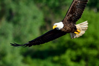Mature bald eagle - Upstate, NY
