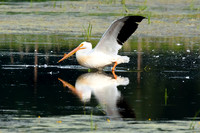 White Pelican - Upstate, NY