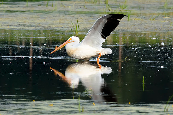 White Pelican - Upstate, NY